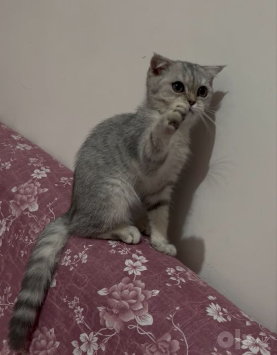 Скоттиш фолд боласи