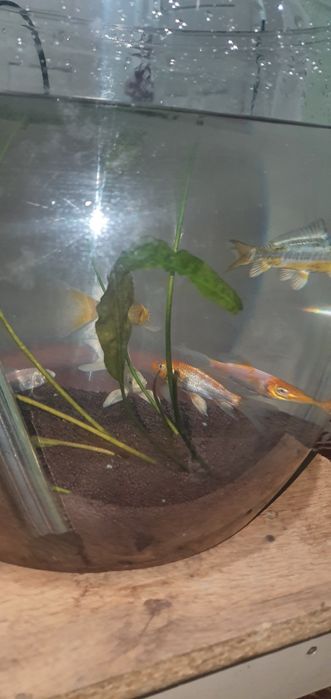 Продам аквариум с рибками