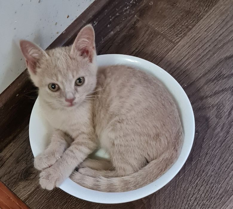Отдам котенка мальчика в добрые руки