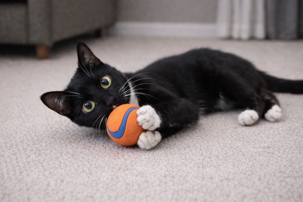 Кот ФЕЛИКС ищет семью