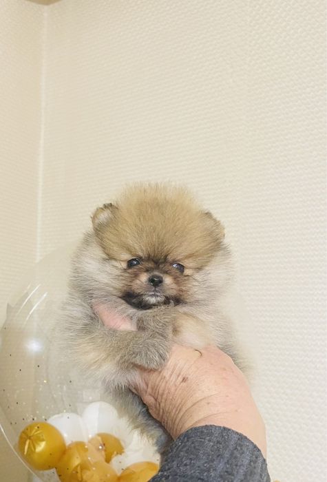 Померан минк