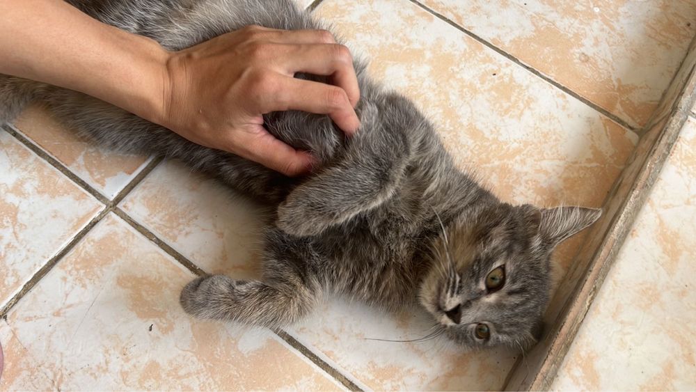 Ищу котенку дом (прошу помочь)