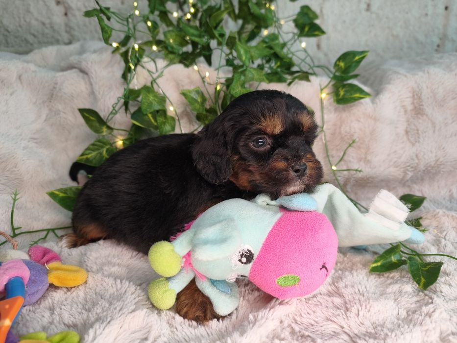Vand baietel Cavapoo F1 black and tan.