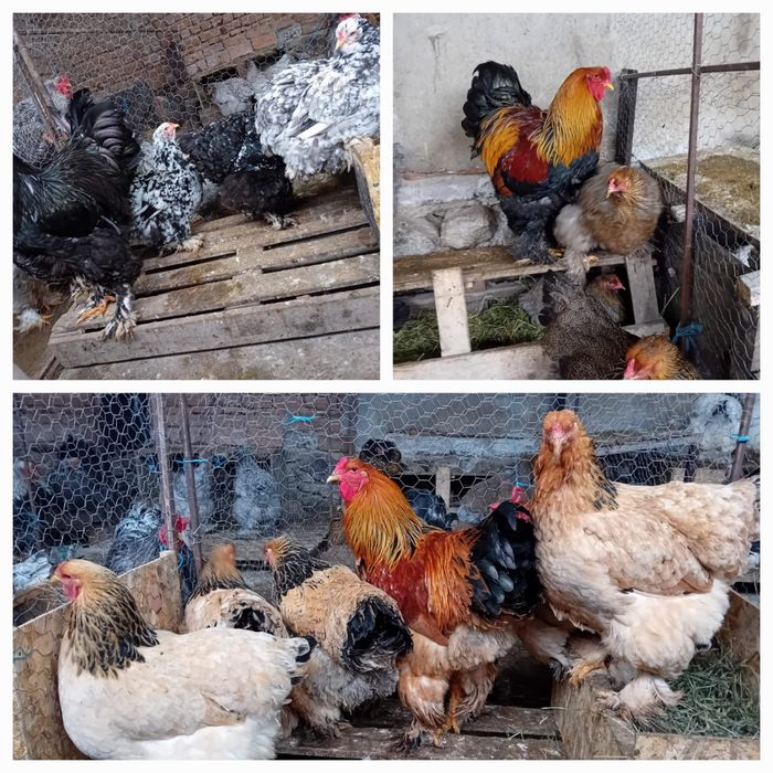 Oua Brahma exceptionale!