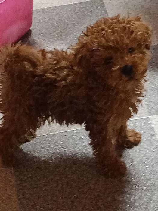 Пудел той уникално