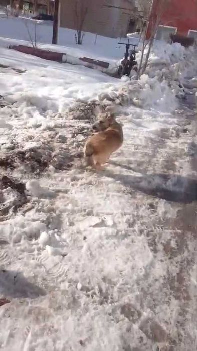 Ищем ответственных хозяев!