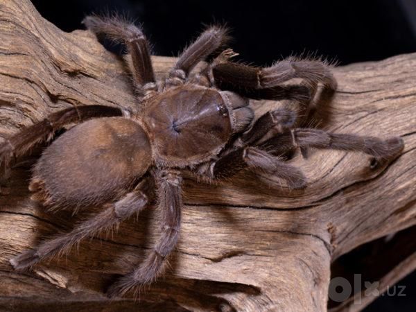 Chilobrachys dyscolus brown orgimchak tarantula паук питомец