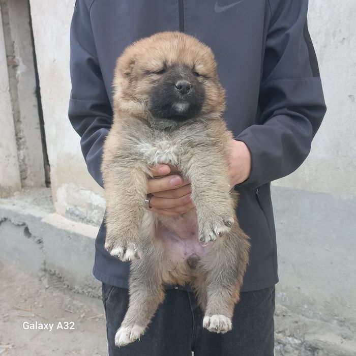 Алабай  ургочи 40кунли