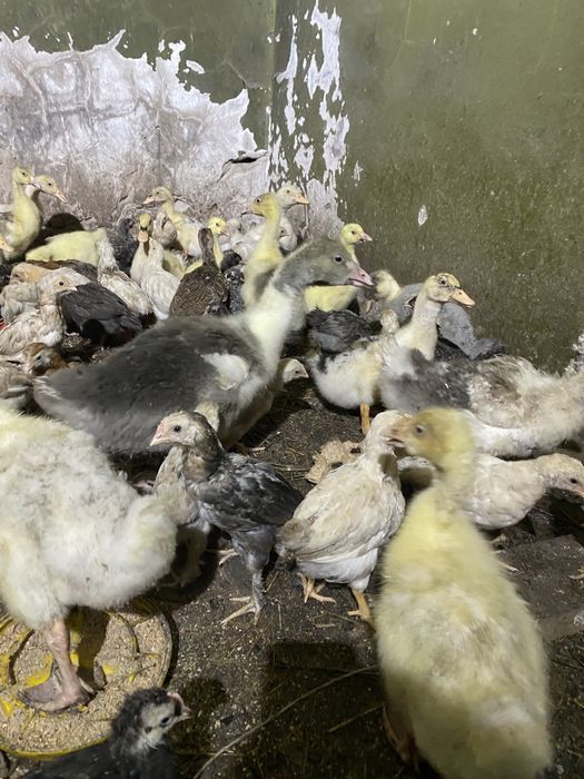 Гусята ,утята (Сортировка)