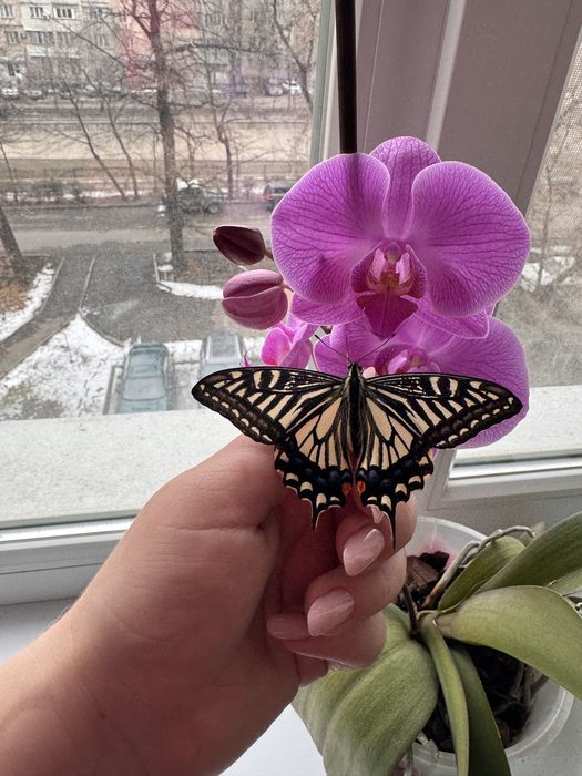 Живая волшебная бабочка