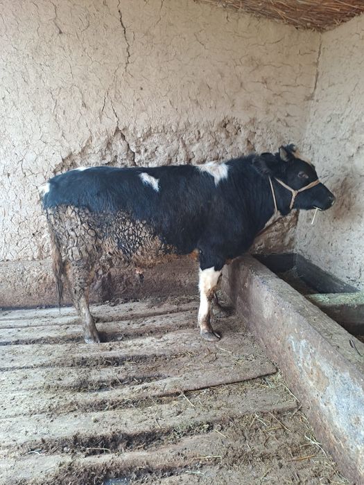 Өгіз сатылады ..