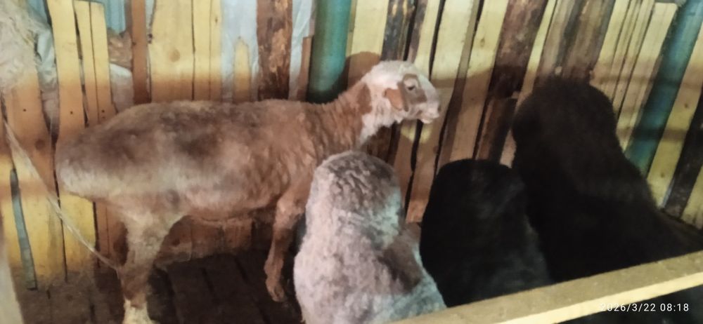 Қой тоқты бар семіз