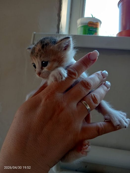 Отдам котят в добрые руки