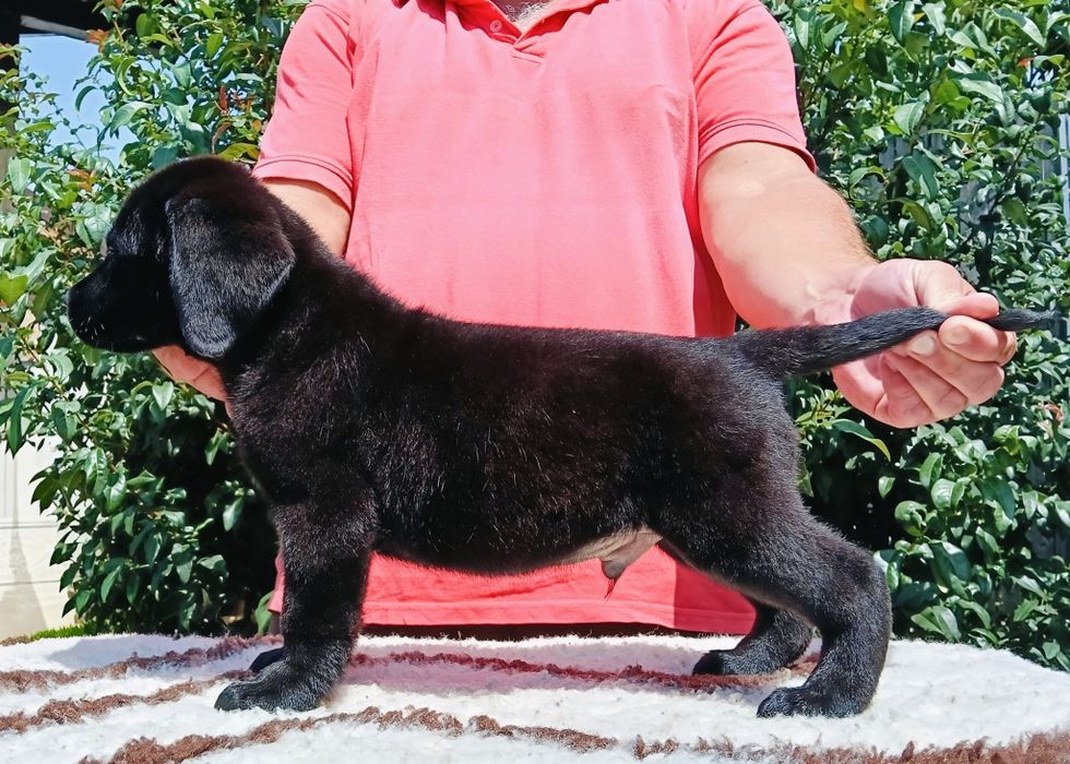 Pui Labrador Retriever cu pedigree Tip A – canisă FCI autorizată