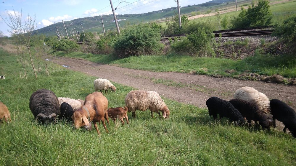 (0751) 532 848 Capre si oi de vanzare