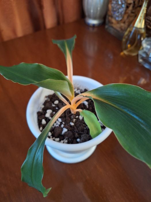 Хлорофитум оранж. Цветы