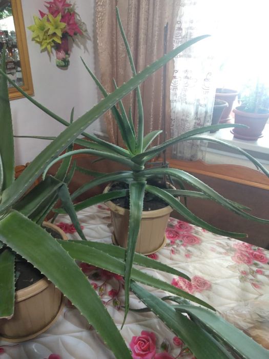 Продам большого размера алое.