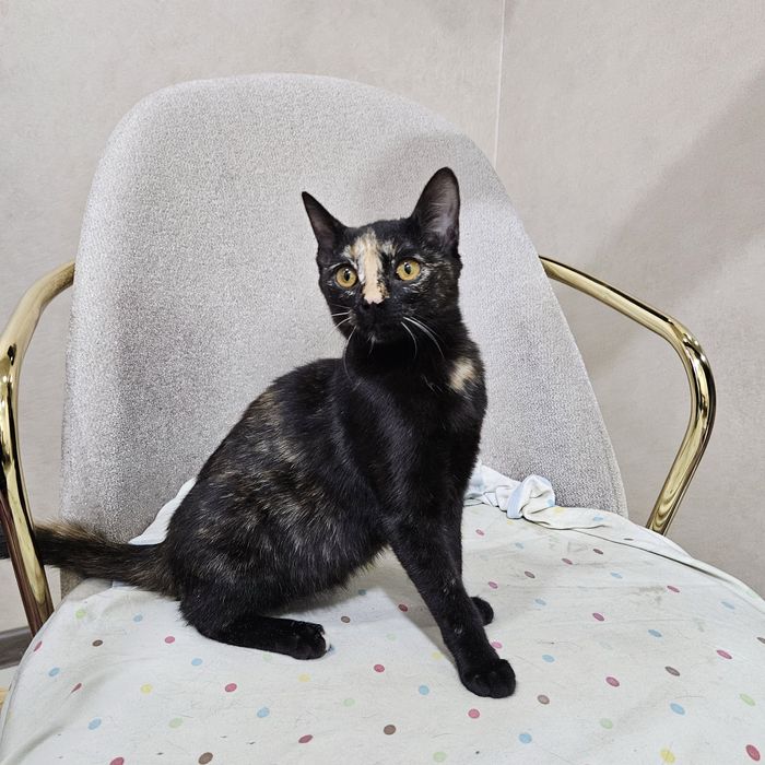 Нейти ищет любящий дом! Ташкент!