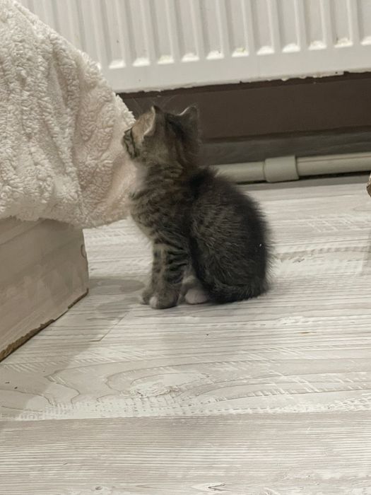 Котета чинчилааа