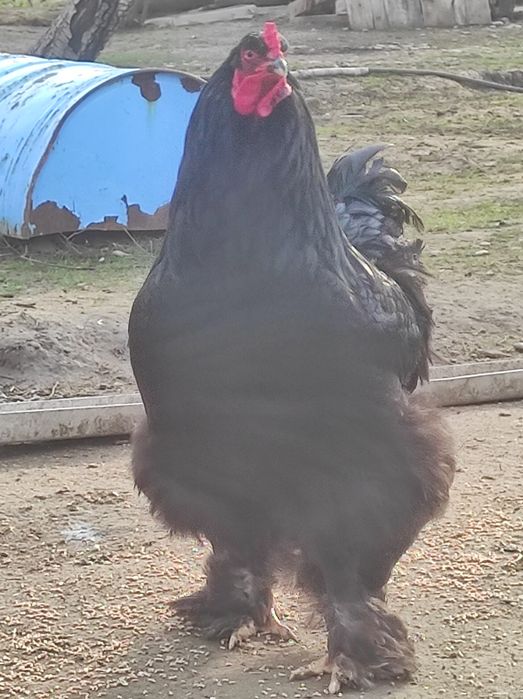 Продает чёрный брама