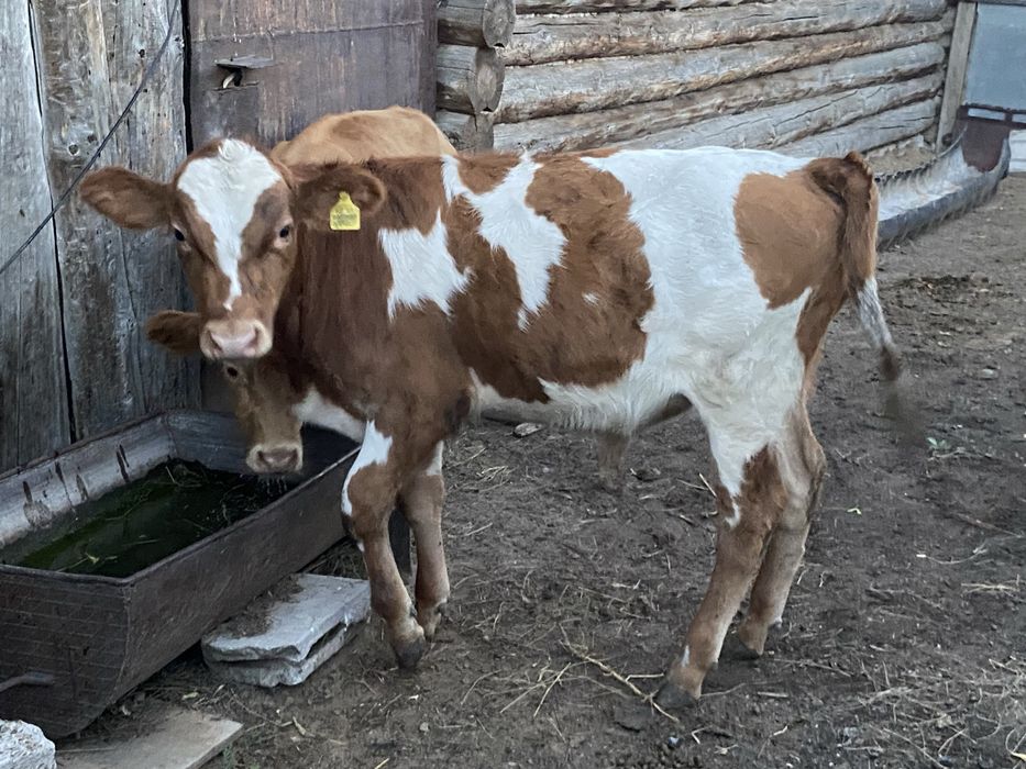 Продам телят бычки