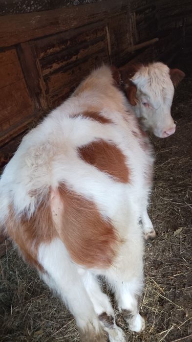 Vând vițel de patru luni