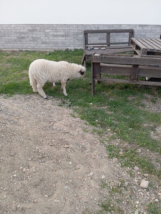 Miel de vânzare, 25 de lei/kg