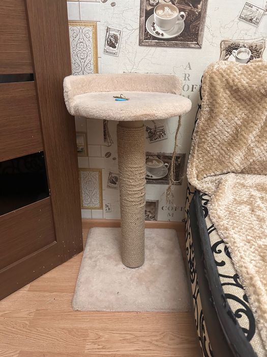 Кошка в добрые руки