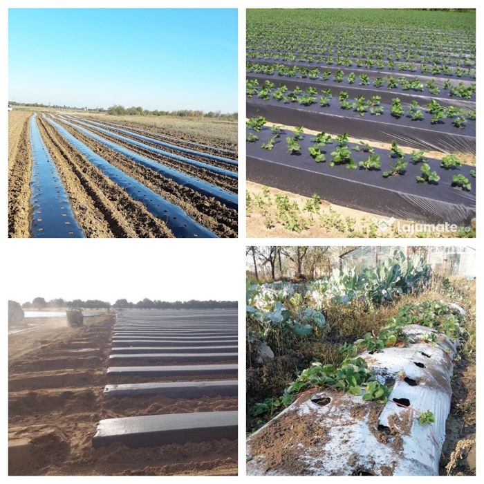 Folie Mulcire 15micr,NePerforata,0.8x1500=334lei;1x1500ml=446lei, UV