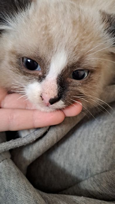 Котёнок в добрые руки