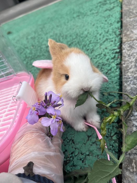 200.000 so‘mdan minik quyonchalar!
Farzandingiz uchun tirik do‘st!