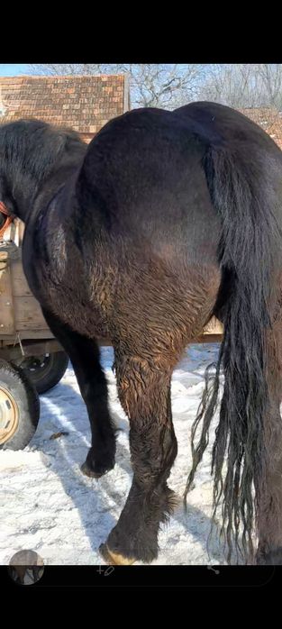 Manza 2ani vând 160 înălțime