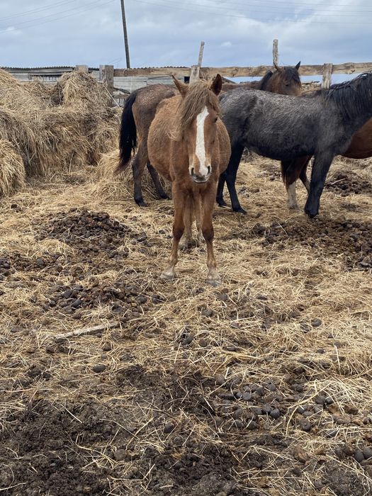 Продам крс или обмена на авто