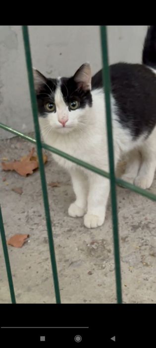 Котенок ждет свою семью!