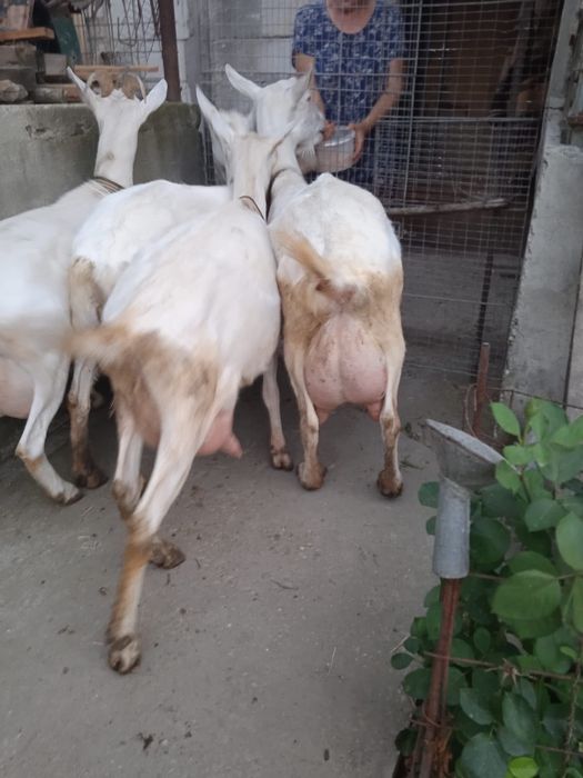 Vând capre bune de lapte, 4l/zi