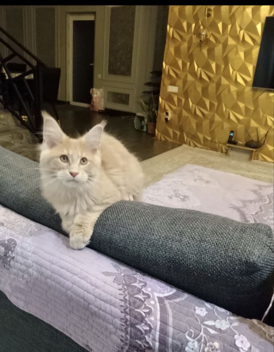 Продается котенок Мейн -кун