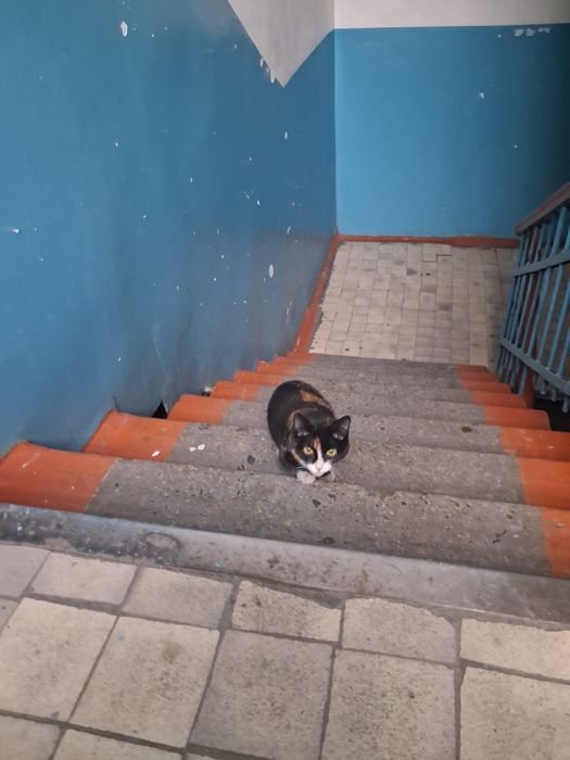 Котята даром , подарите им  дом