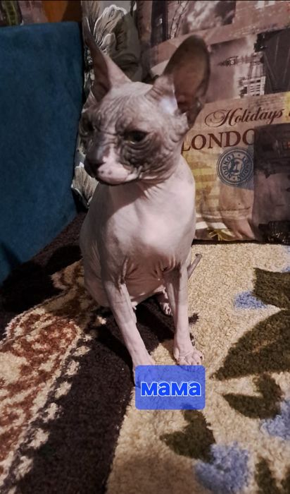 Продам котят сфинкс
