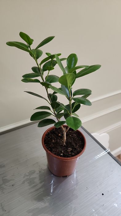 Продам комнаты цветы