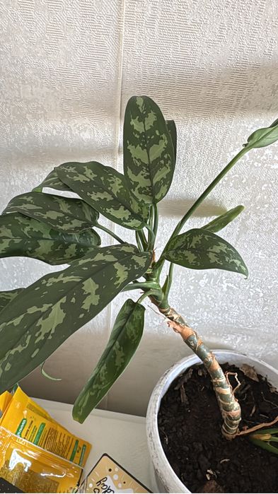 Продам комнатные цветы по 1500