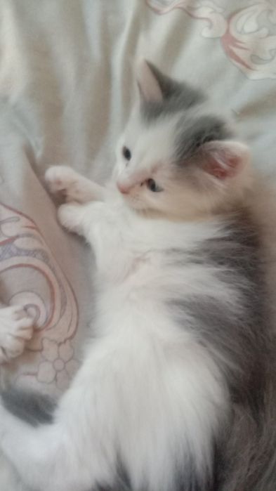Отдам добрые руки котенка