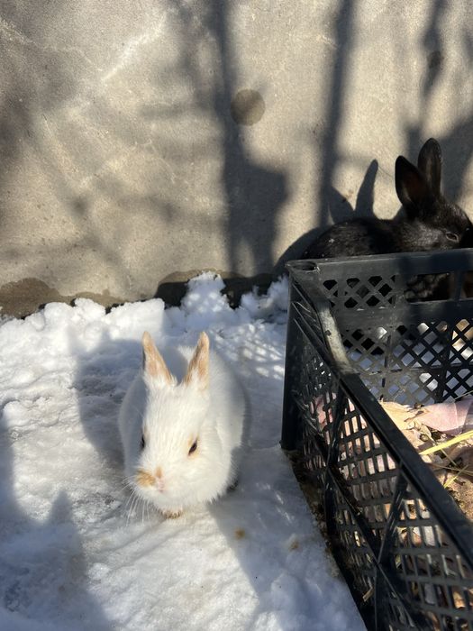 Кролики Дикоротивные