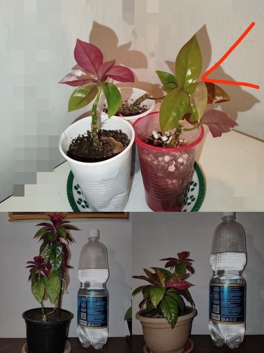 Доллар и другие цветы