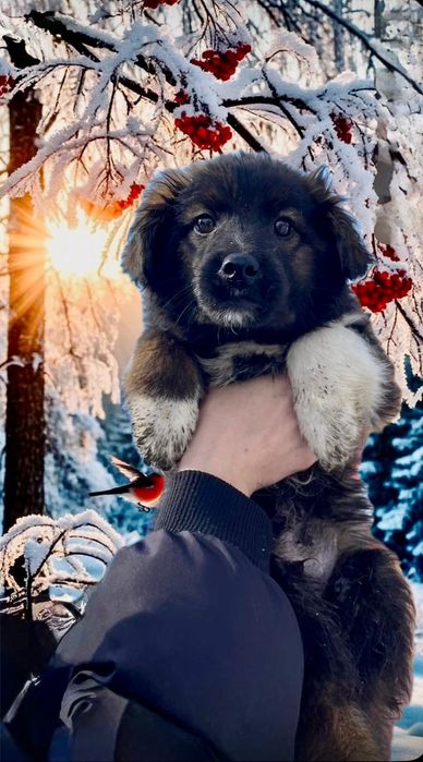 Щенки в добрые руки.