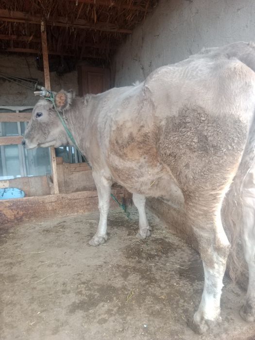 сауын сиыр сатылады