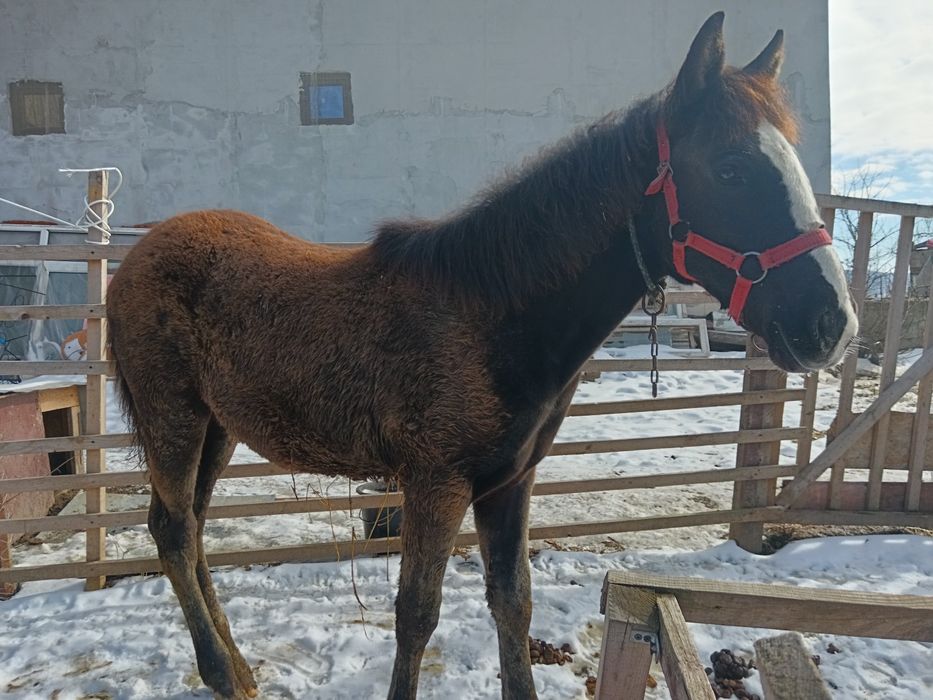 Mânză 7 luni din părinți mari