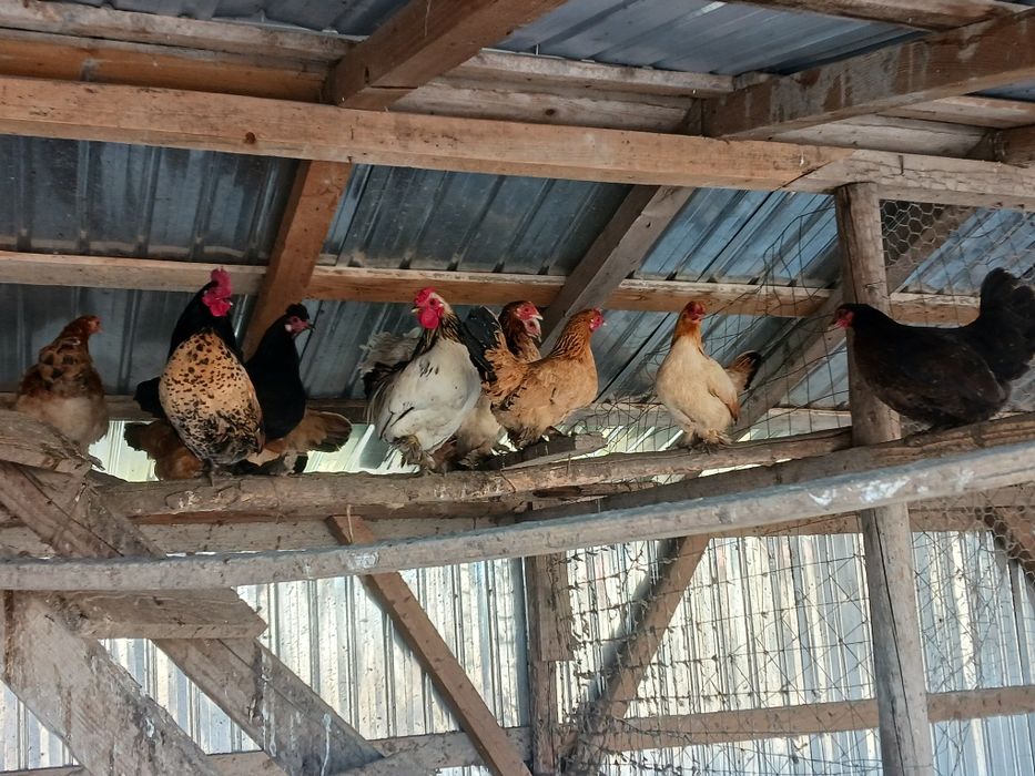 Gainuse  pitici și cocosei