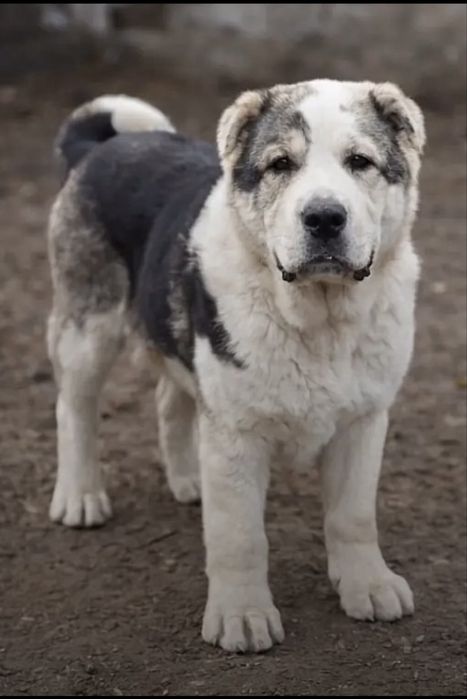 Алабай кушыктеры срочно сатылады