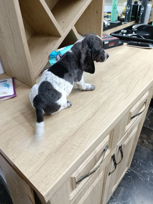 Teckel mini arlechin merle tekel mini