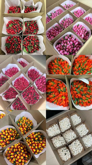 Тюльпаны ОПТОМ ПРЕМИУМ качество